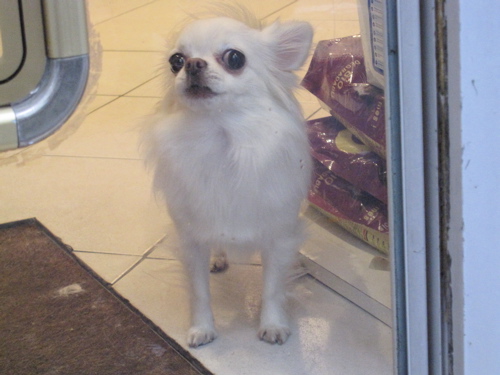 DoggieMayet.jpg