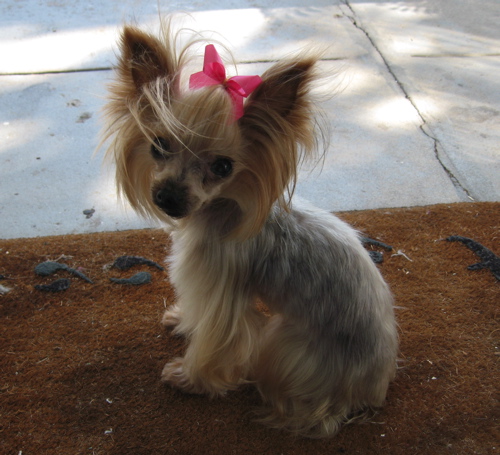Lucywindblown.jpg