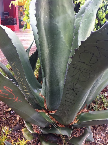 taggedplant.JPG