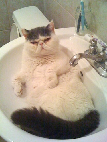 Catinthesink.JPG