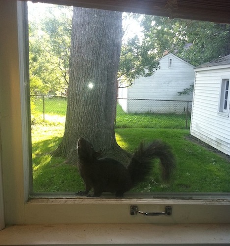 SquirrelDetroit.jpg