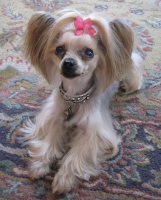 LucyRug.jpg