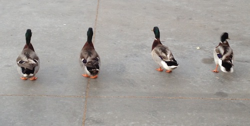 libraryducks.JPG