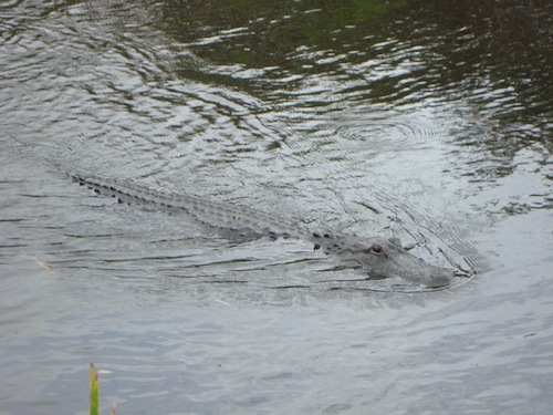 swimming_gator.JPG