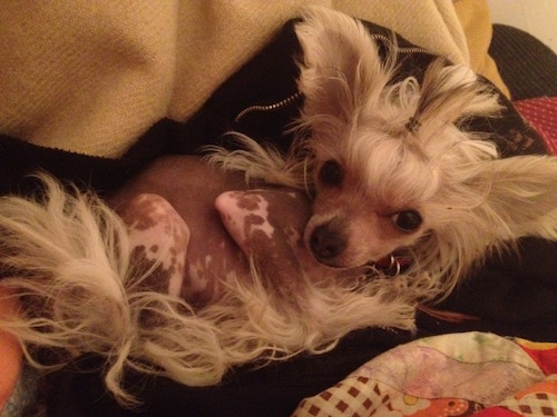 Playdog Centerfold.JPG