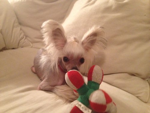 AidawToyFeb2014 copy.JPG