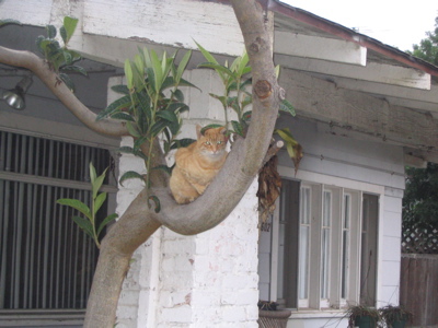cattree.jpg