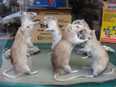 ratdance.jpg